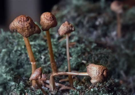 From Recreation to Compulsion: Understanding the Progression of Magic Mushroom Use